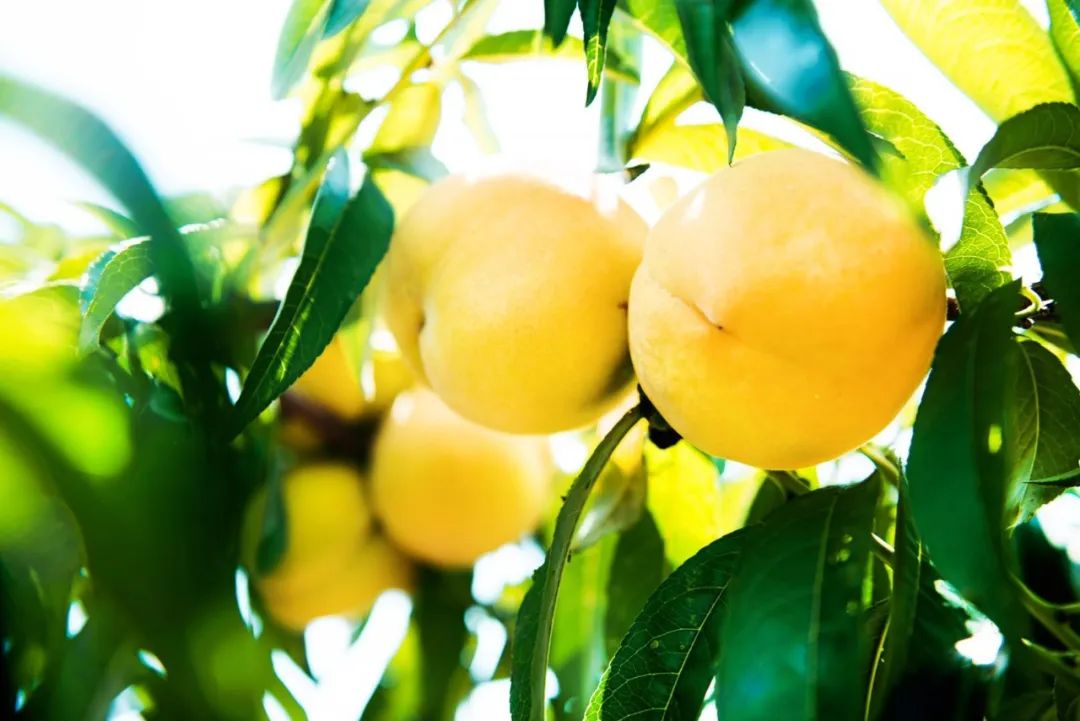 16°香甜,一*爆口**汁,称霸整个夏天的“蜜桃之王”来了