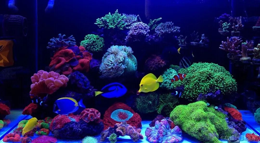 下海7年淌过无数的雷,他想告诉你这6个海缸维护经验