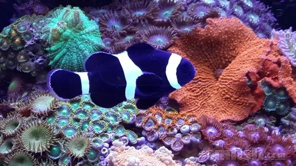 下海7年淌过无数的雷，他想告诉你这6个海缸维护经验