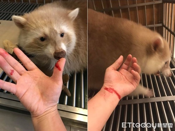 养浣熊的经历,家养浣熊日常怎么养活