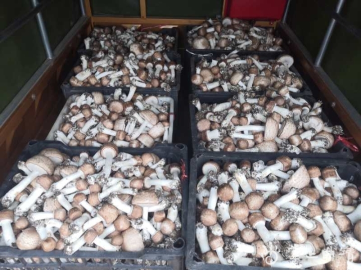 师宗县脚家箐村,云南师宗县姬松茸