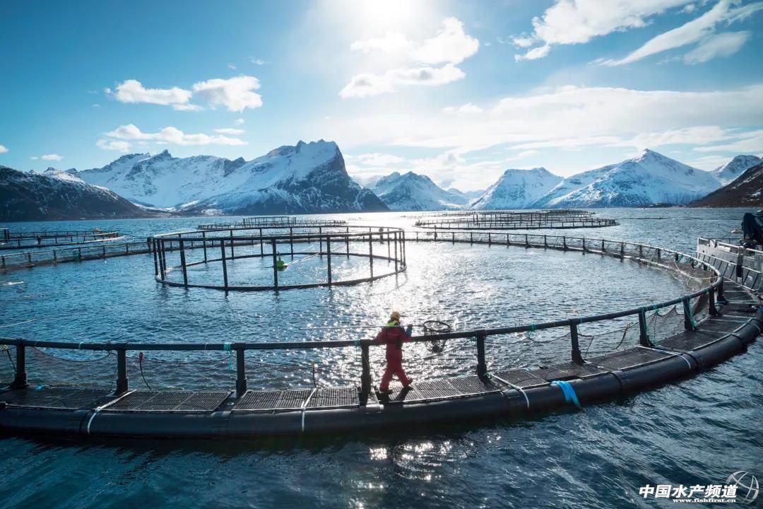 挪威三文鱼养殖真实现状辟谣,挪威三文鱼是海鱼还是淡水鱼