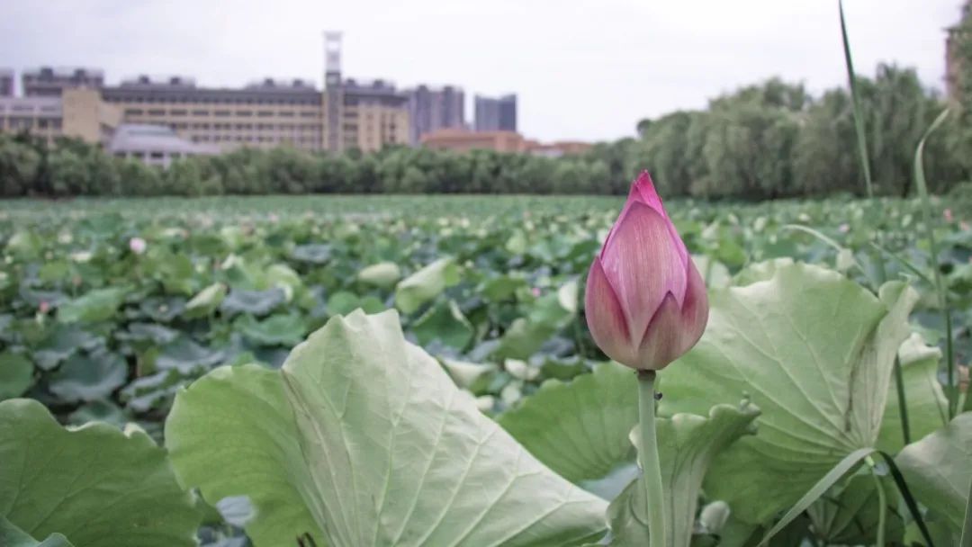 四六级开始报名了吗,江西英语四六级报名时间