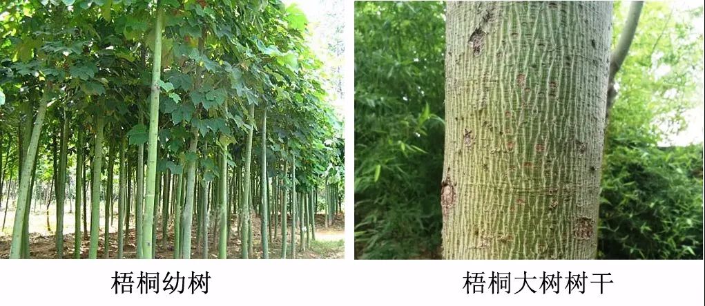 引金凤凰的是什么梧桐树,引凤梧桐最新消息