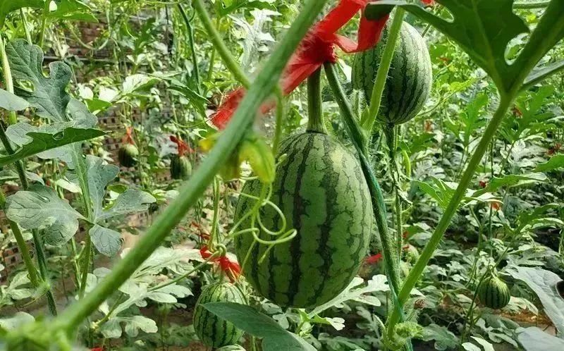 周末亲子好去处无动力乐园,亲子农场适合带孩子去玩的地方