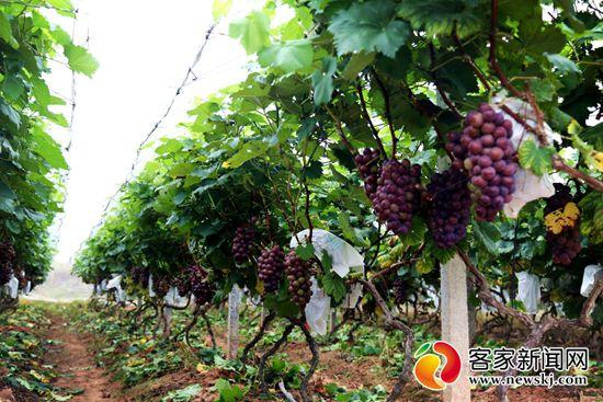 石城小松创业园,石城小松镇富民路