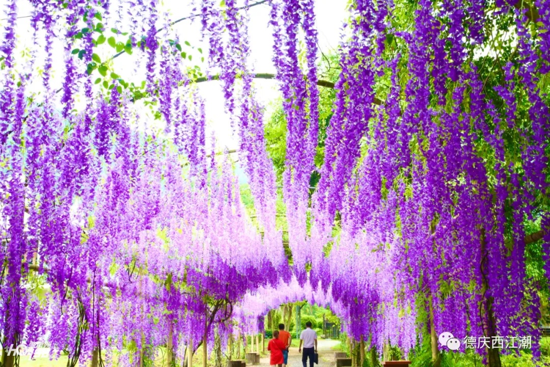 德庆盘龙峡最新视频,德庆县盘龙峡全景图