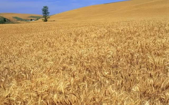 孟州八景,孟州有名的风景