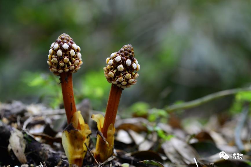 蛇菰能吃吗,蛇菰能不能吃