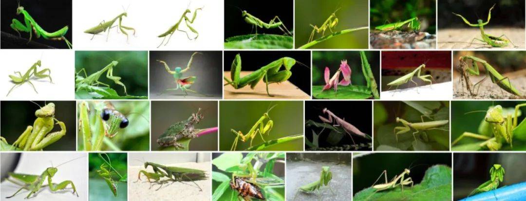 徽章logo设计用什么软件,类徽章logo