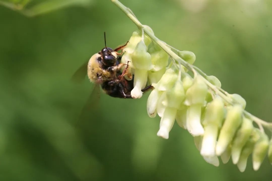 飞行1000次,纯长白山雪山湖椴树蜜