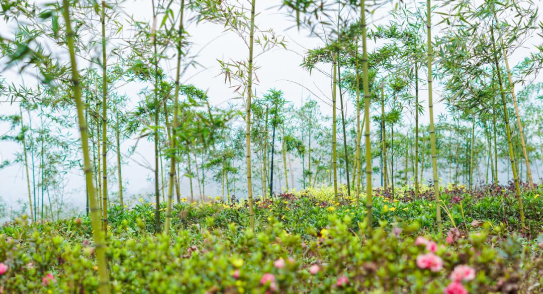 竹山旅游线路大全,竹山周边一日游旅游景点推荐