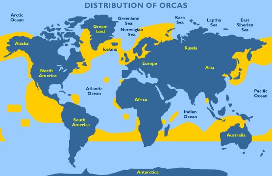 虎鲸炫耀食物,虎鲸饿到亲戚都吃什么