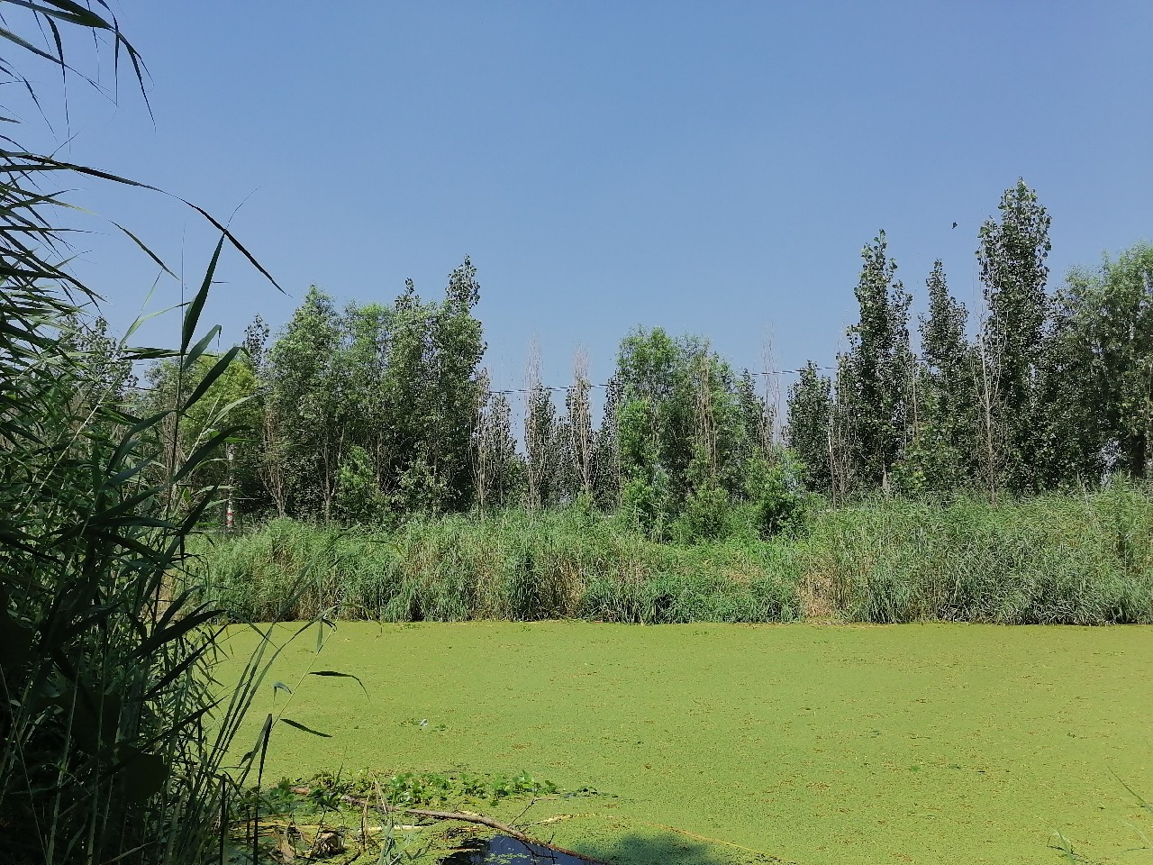 河边野钓小鲫鱼,野钓小河沟钓鲫鱼突然停口