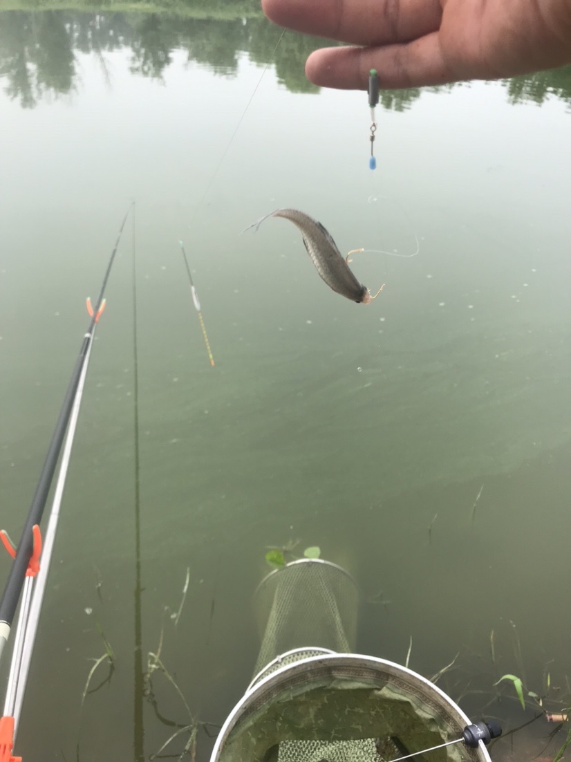 晨钓的收获还是不错的,温榆河钓鱼