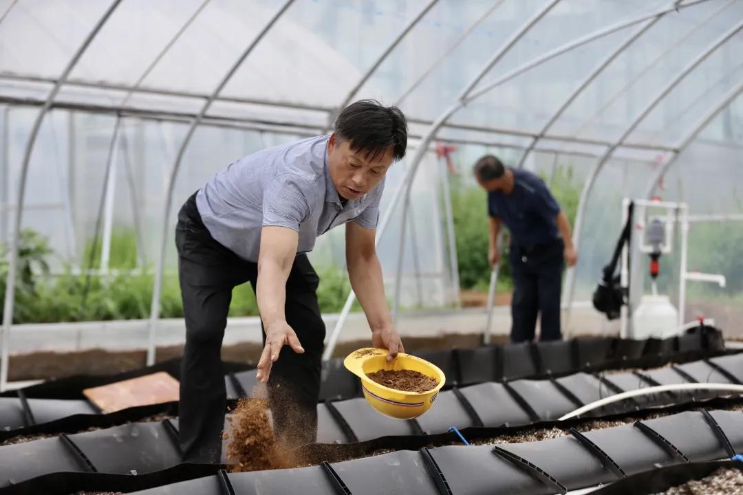 人工智能和顶尖农人比赛种草莓,智能化草莓种植技术