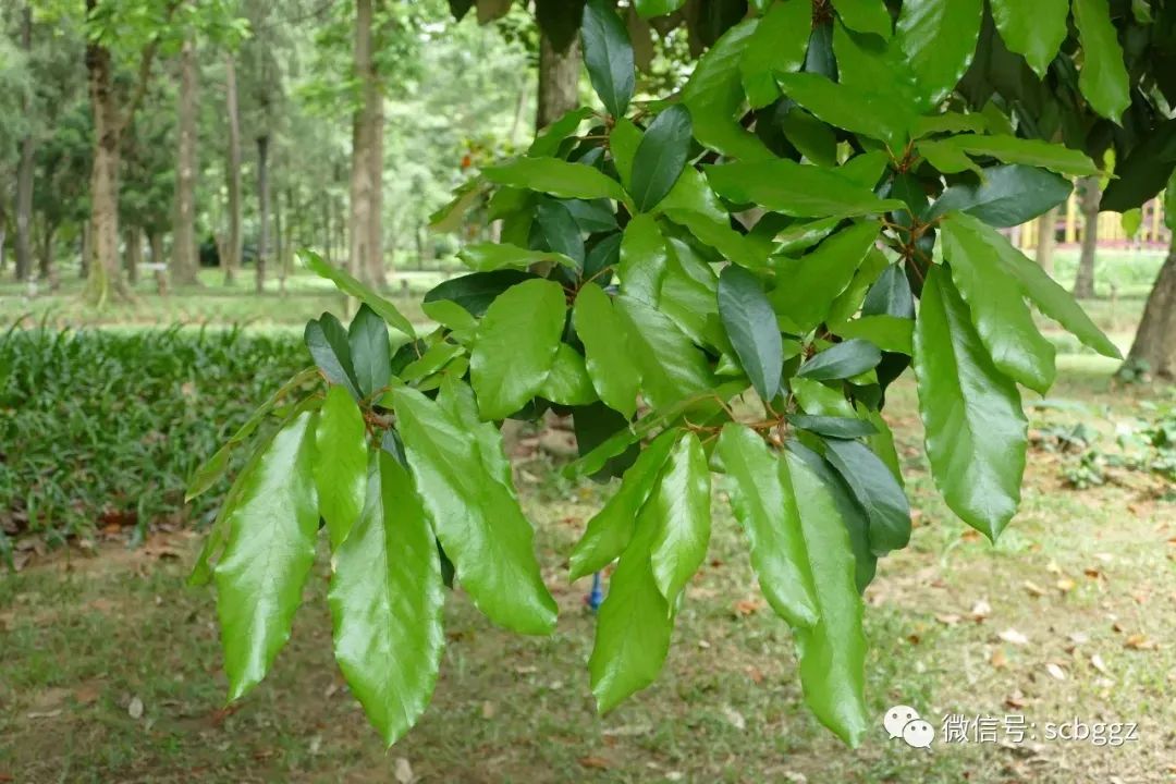 银叶树有哪些,能在水里生长的陆地植物