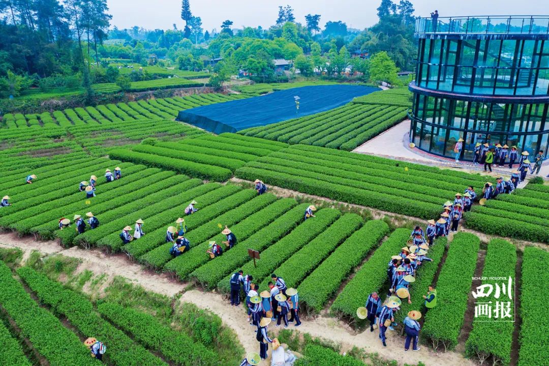 四川成都绿道视频,四川有哪几个绿道