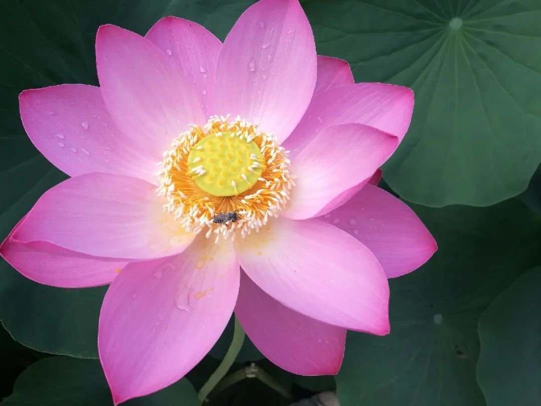 有藕的是莲花还是荷花,荷花与莲花的区别讲座