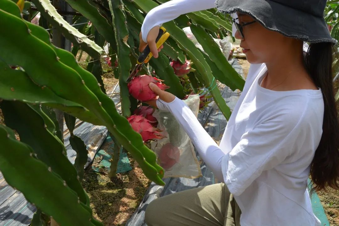 走进乡镇群众乐享文化大餐,百姓文化云上蔡