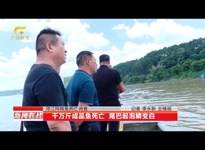 广西鱼死亡事件,广西一养殖户称数万斤鱼离奇死亡
