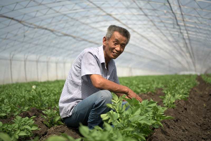 黑龙江一亩马铃薯的收益,黑龙江依安马铃薯
