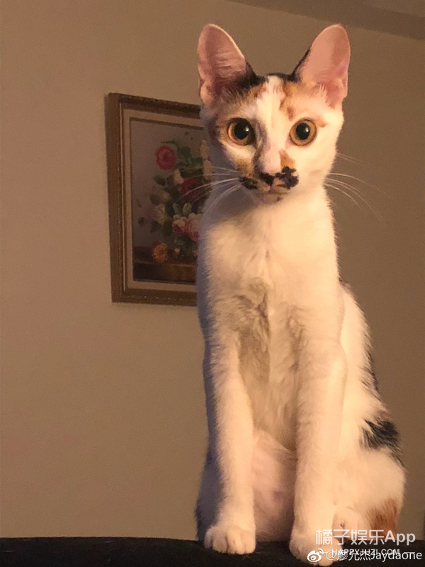 黑糖玛奇朵小杰,黑糖玛奇朵小杰威廉