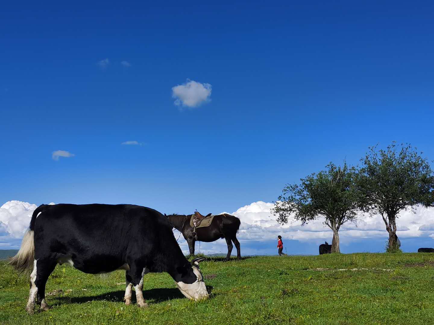 云上重走长征路中国电信5G+4K+VR慢直播助力红原智慧旅游