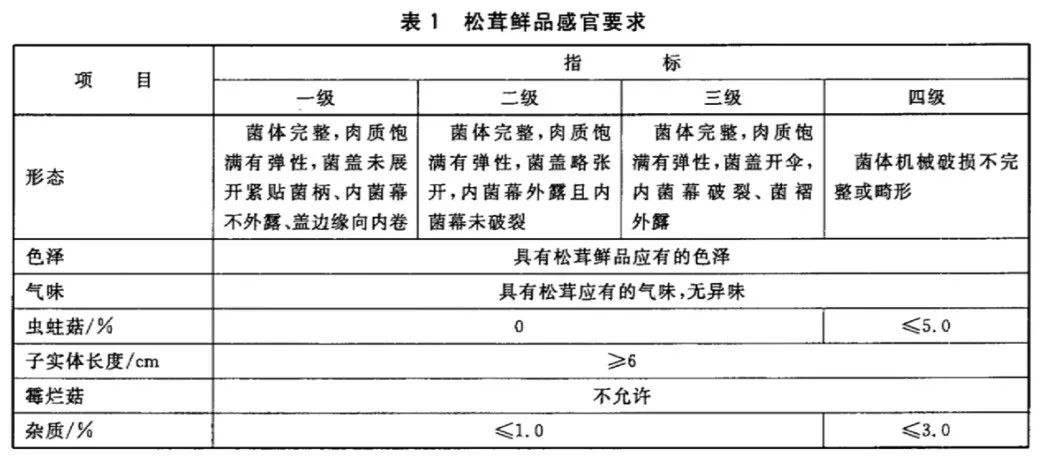 松茸比普通菌类贵多少,最好的松茸是哪里的