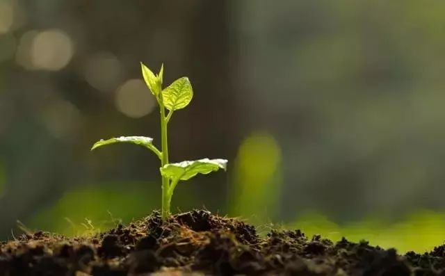 枯草芽孢杆菌对哪些抗生素有效,枯草芽孢杆菌能和杀虫药同用吗