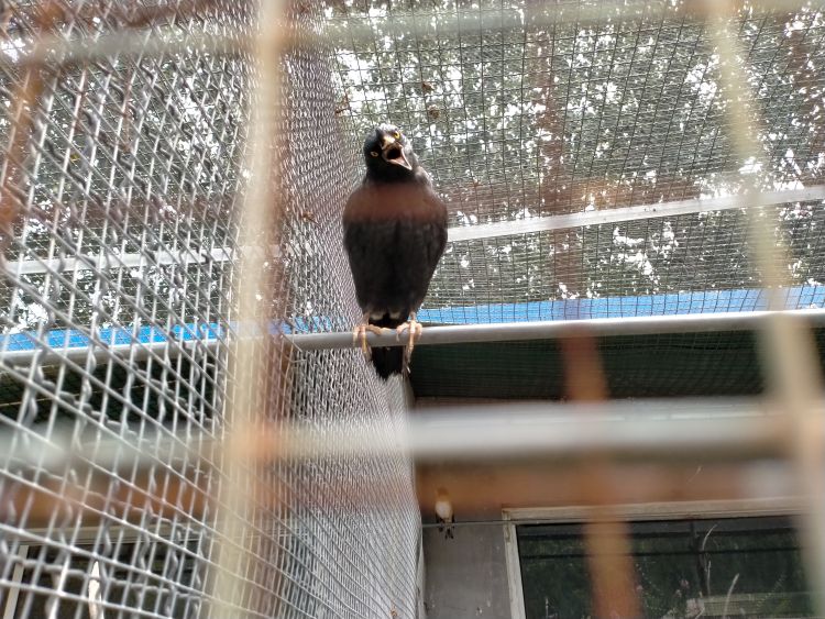 环境变好鸟变多小鸟受伤怪疼人碰到这种事咋办?