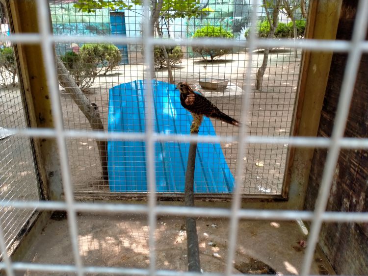 环境变好鸟变多小鸟受伤怪疼人碰到这种事咋办?