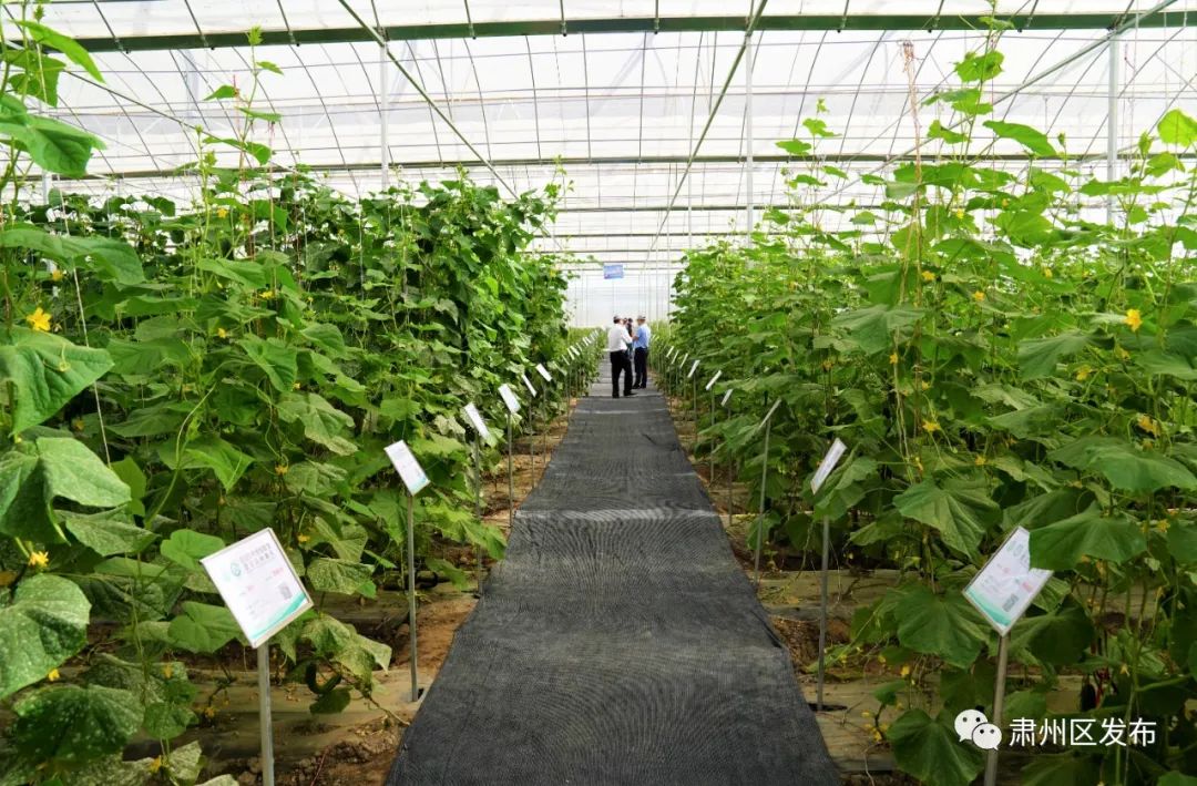 肃州区多措并举带动乡村旅游发展,聚焦五大振兴打造乡村振兴样板