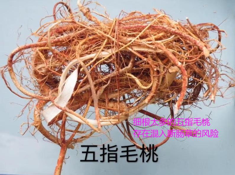 五指毛桃汤什么人不宜饮,五指毛桃汤的中毒症状