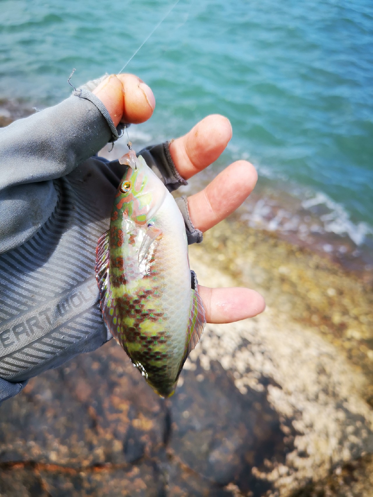 游姿优美的观赏鱼,木兰花乡风景区钓鱼