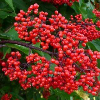 茨维塔耶娃白桦,茨维塔耶娃诗歌解读