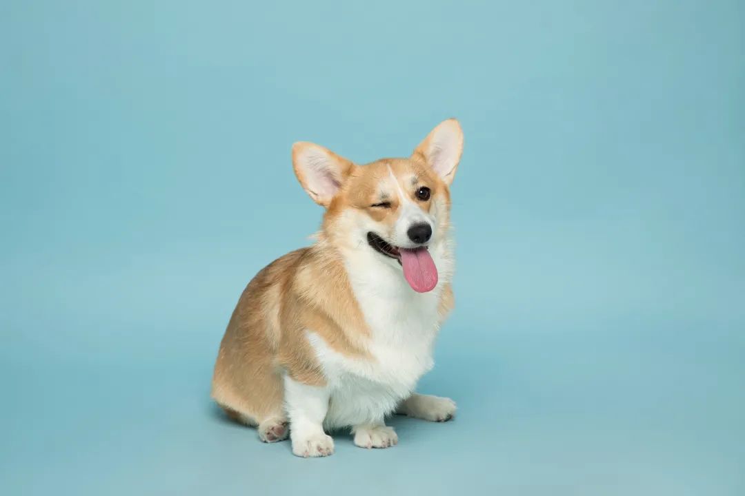 LOOK|海岸城更新·「宠物Mall」限时开放