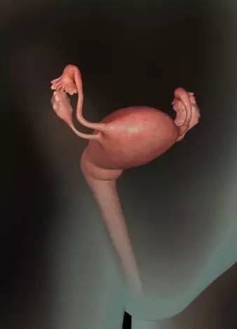 胎儿在子宫里是粘在子宫吗,宝宝在肚子里会无聊不