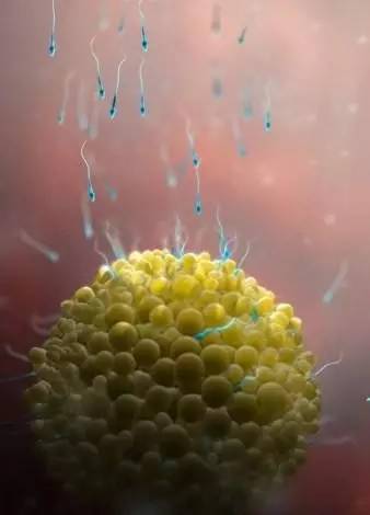 胎儿在子宫里是粘在子宫吗,宝宝在肚子里会无聊不