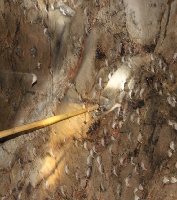 进口的燕窝中盏,进口燕窝需要注意什么