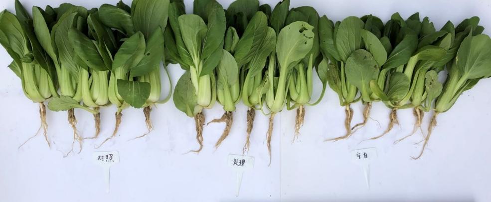 浣忓晢鑲ユ枡鍔╁姏绮惧搧鍐滀笟,浣忓晢鑲ユ枡鍔╁姏璐靛窞鍐滀笟