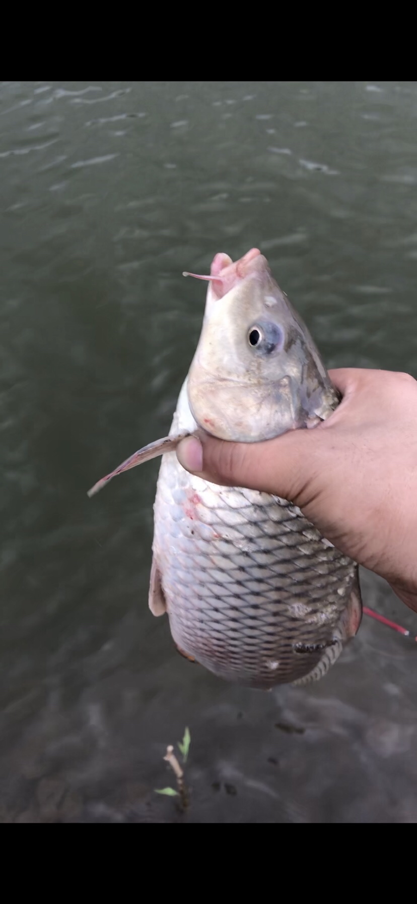 大风大浪钓大鱼完整视频,大风大浪钓大鱼是真的吗