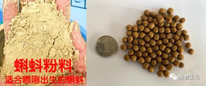 规模化养殖牛蛙技术方案,水泥池养殖牛蛙技术视频