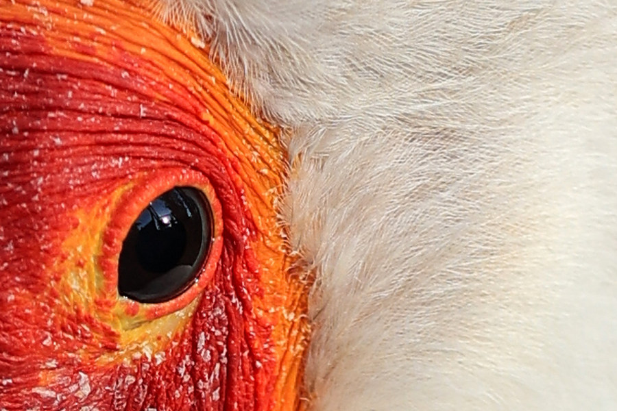 比肩eosr的相机,比佳能r6好的相机推荐