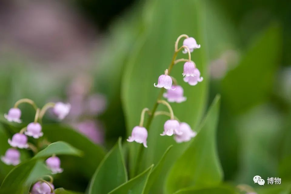 皇室名流捧红的铃兰手捧,你在家就能种