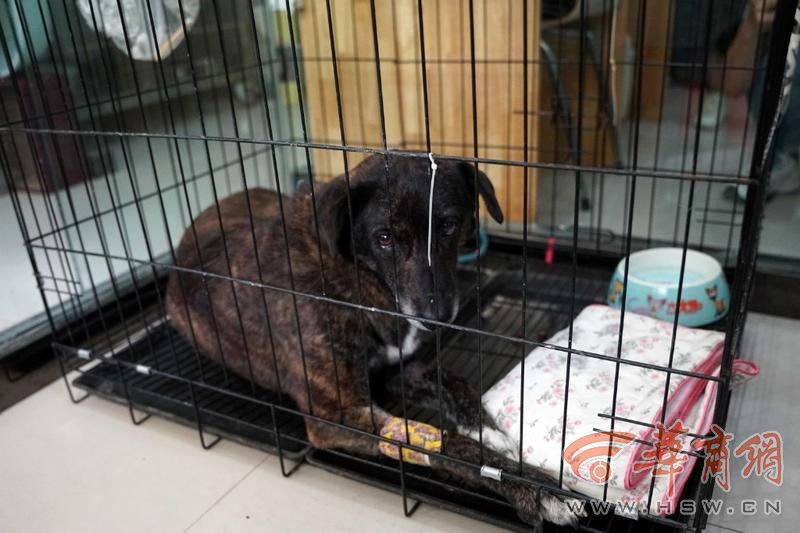 忠犬黑子主人现状,忠犬黑子的故事