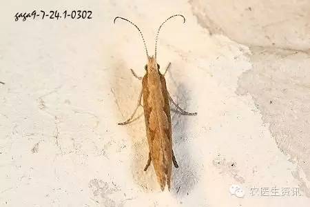 蔬菜害虫图谱,蔬菜害虫100种图谱