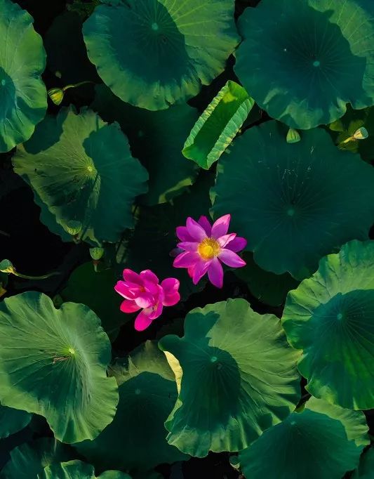 【大美荆州】洪湖，不仅有浪打浪，还有湿地风光和湖鲜全宴！