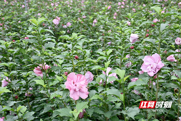 祝贺丰收图片大全,庆祝农民丰收的图片