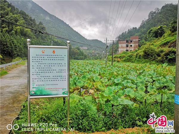 梅岭村梅花,梅溪镇梅岭村